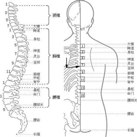 龜尾穴|長強穴可改善手腳(四肢)冰冷,胃腸出血